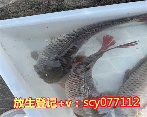 济南哪里放生鱼最安全的，济南放生协会大明湖禁止